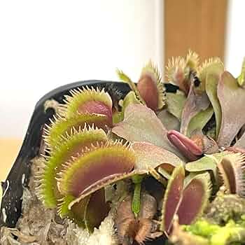 Amazon.co.jp: 食虫植物 ハエトリソウ レッドピラニア 7.5cm